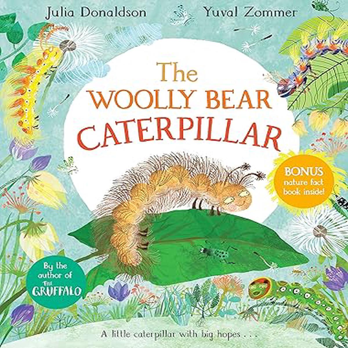 Woolly Bear Caterpillar